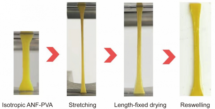 Fabrication process of the anisotropic tendon-mimetic hydrogel